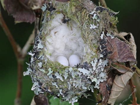 rufous hummingbird eggs, week 3 | Note the eggs are slightly… | Flickr