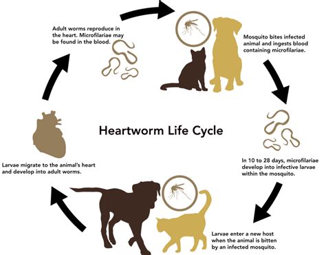 Heartworm_Life_Cycle - Triad Mosquito Defense