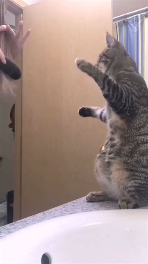 Funniest fart ever on a cat – Artofit