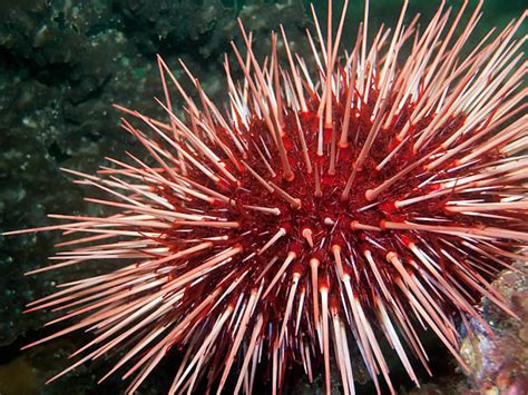 Red Sea Urchin Stock Photos, Pictures & Royalty-Free Images - iStock