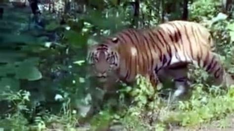 'Man-eating' tiger that claimed 10 lives shot dead in Bihar - Hindustan ...