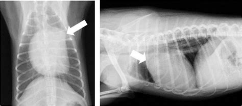 Thoracic radiograph of dog no.1 on ventrodorsal (left) and lateral... | Download Scientific Diagram