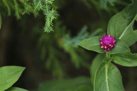 Purple Hydrangeas · Free Stock Photo