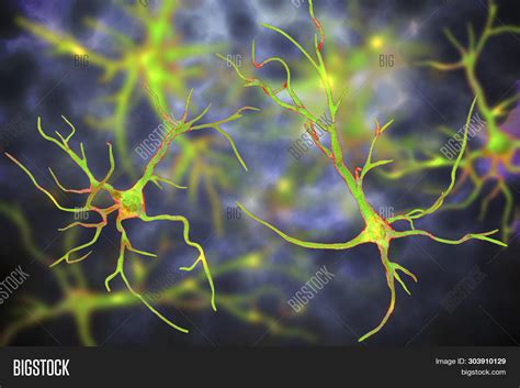 Astrocytes, Brain Image & Photo (Free Trial) | Bigstock