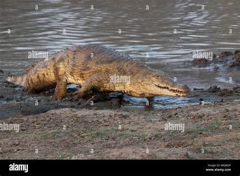 crocodile Kruger National Park Stock Photo - Alamy