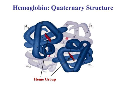 PPT - Hemoglobin: Quaternary Structure PowerPoint Presentation, free download - ID:5686835