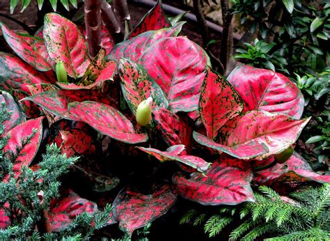 Red Aglaonema | Red plants, Patio plants, Colorful planters