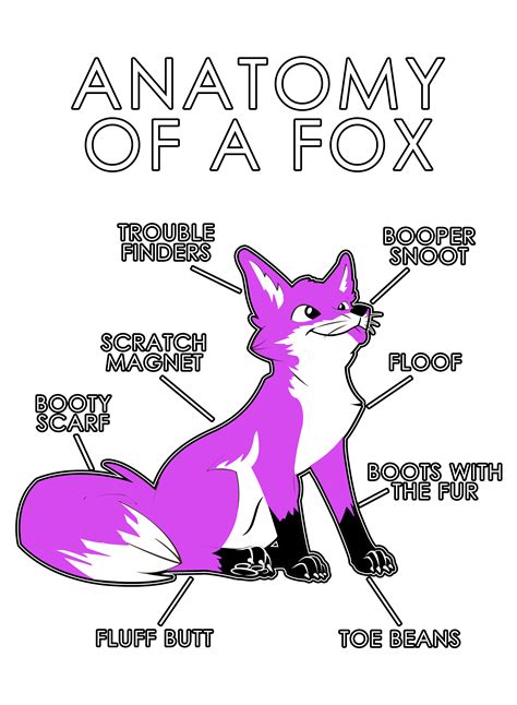 Fox Anatomy - Random Photo (43221154) - Fanpop