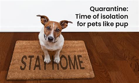 Quarantine: time of isolation for pets like pup- Dog quarantine COVID19 tips