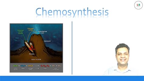 Chemosynthesis Diagram For Kids