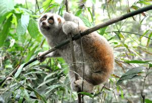 Bengal Slow Loris – Endangered Primate Rescue Center