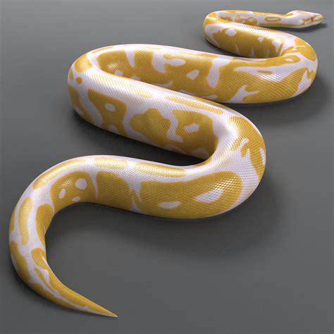 3d max albino ball python