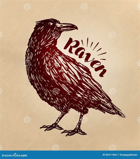 Vintage Drawn Raven. Crow, Bird Sketch. Vector Illustration Stock Vector - Illustration of ...