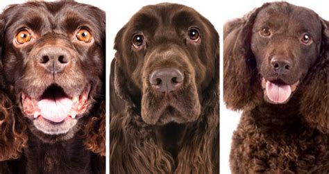Dog Breed Quiz: Can You Tell These Dog Breeds Apart?