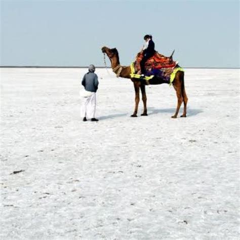 White Rann of Kutch - White Desert Festival in 2020 | Rann of kutch, Great rann of kutch ...