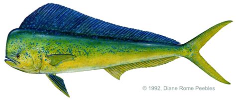 Dorado – Costa Rica Fishing - FECOP