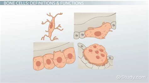 Bone Cells | Overview, Types & Function - Lesson | Study.com