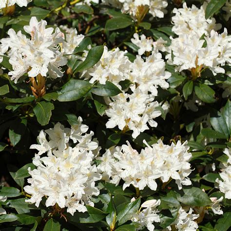 White Rhododendrons for Sale | BrighterBlooms.com