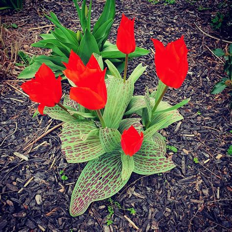 Bright red tulips star as today's #YardBouquetoftheDay. A … | Flickr