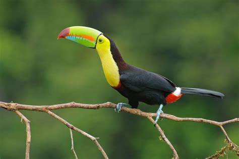 Some Ways Plants and Animals Adapt in Tropical Rainforests - Owlcation