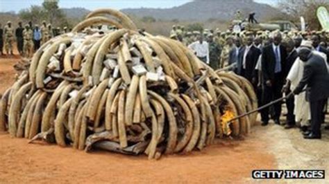 Elephant poaching: 'Record year' for ivory seizures - BBC News