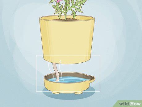 How to Use Self-Watering Pots: A Complete Guide