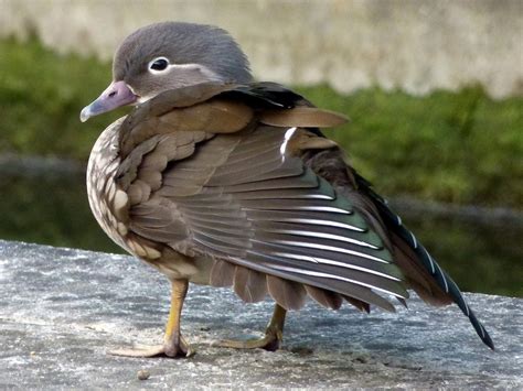 Female mandarin duck (Aix galericulata) | Female mandarin du… | Flickr