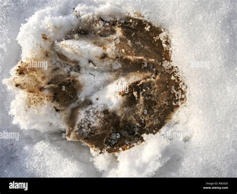 Fresh pony tracks in bright white snow. Hoof prints of farm horse in the snow cover Stock Photo ...