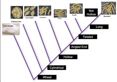 Solved Based on your cladogram describe two examples | Chegg.com