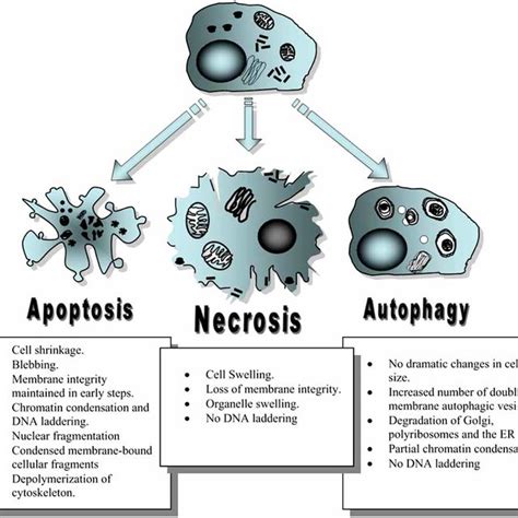 (PDF) Cell Death by Necrosis, a Regulated Way to Go