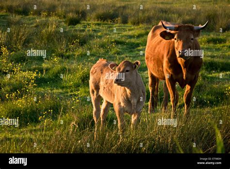 jersey cow with calf Stock Photo - Alamy