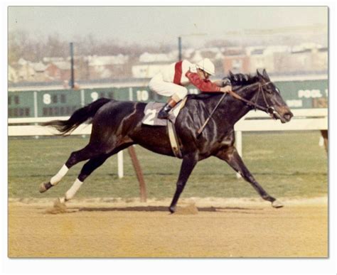 Ruffian | Horse love, Thoroughbred horse racing, Horses