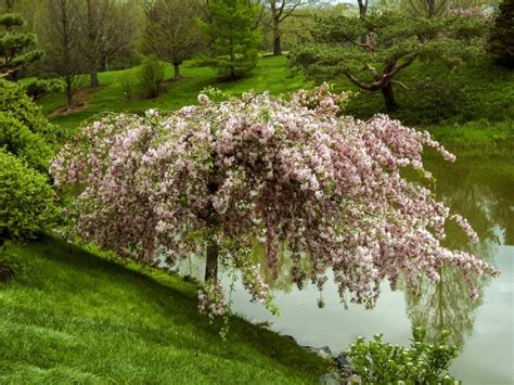 Crabapple Trees - How to Grow and Care for Flowering Crabapples ...