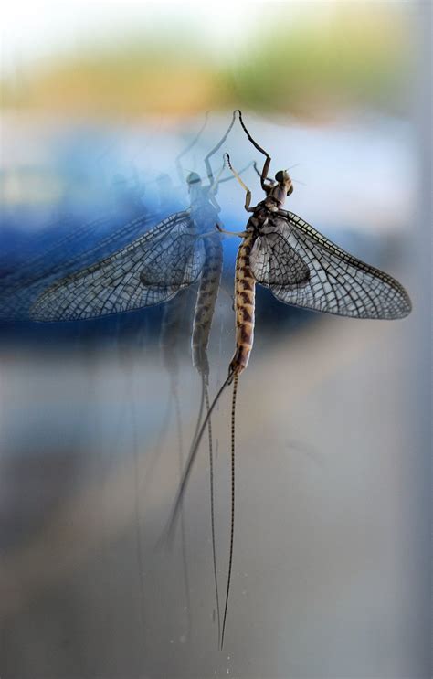 Fish Fly. Harbinger of Spring | Shutterbug