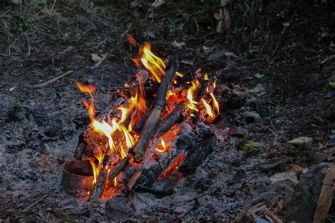 Free Images : forest, wildlife, flame, fire, campfire, bonfire, wildfire, koster 2816x1872 ...