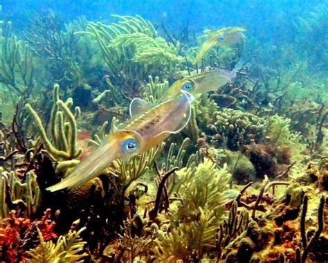 Caribbean Reef Squid – "OCEAN TREASURES" Memorial Library