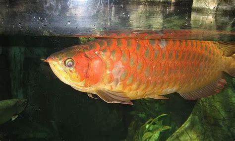 Red Arowana Care Guide: A Fishkeeper's Crown Jewel? | Fishkeeping World