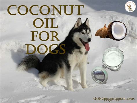 Coconut oil for dogs, 22 benefits every dog parent must know