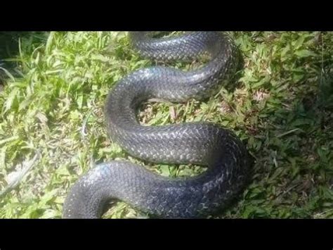 Big Snake ( Banakon)Nahuli kadin ahas ka.. - YouTube