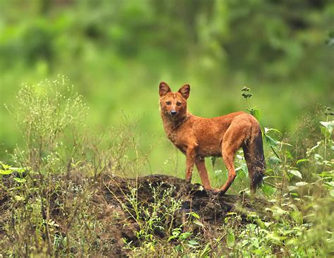 Dholes in the Western Ghats | Conservation India