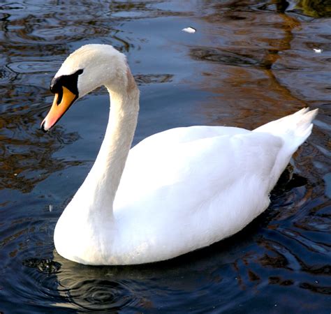 Is that a Mute Swan or a Trumpeter Swan? | Up North Tours