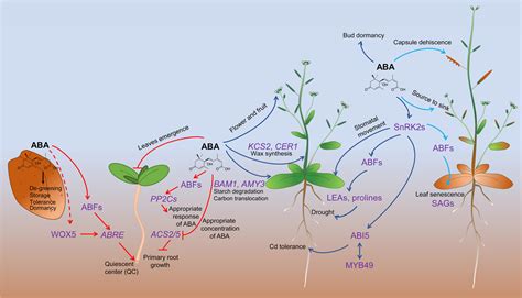 Abscisic Acid Function In Plants