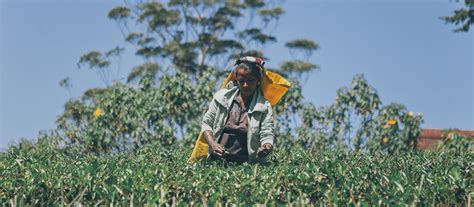 Sri Lanka and Organic Farming? - McGill University