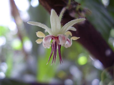 Flowers, Theobroma cacao, Flower images