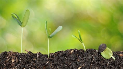 Download Four Steps Growing Plants Natural Soil Wallpaper | Wallpapers.com