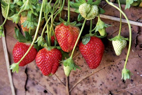 Strawberry | Description, Cultivation, Nutrition, Uses, Species, & Facts | Britannica