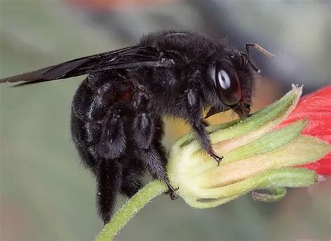 Everything You Need To Know About The Black Carpenter Bee - The Pest ...