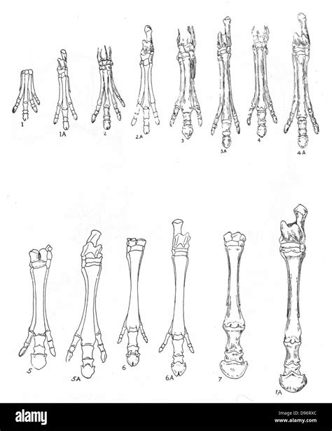 Stages Of Horse Evolution