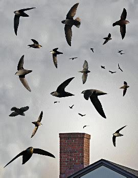 Chimney Swift - Photos, facts, and identification tips