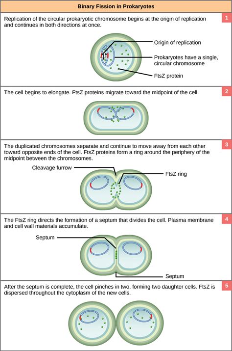 Prokaryotic Cell Division | Biology I